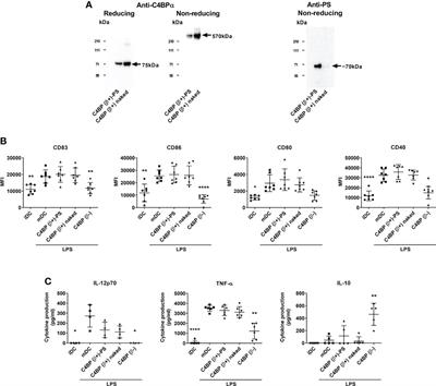 The Hidden Side of Complement Regulator C4BP: Dissection and Evaluation of Its Immunomodulatory Activity